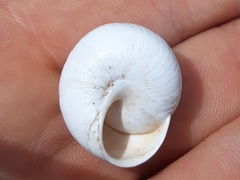 Sphincterochila candidissima