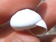 Sphincterochila candidissima