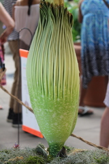 Amorphophallus titanum