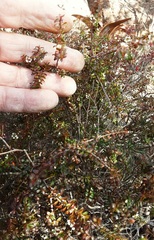 Ochrosperma oligomerum
