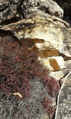 Ochrosperma oligomerum