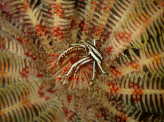 Allogalathea elegans