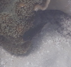 Pomacentrus bankanensis