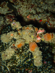 Camposcia retusa