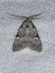 Nola triquetrana