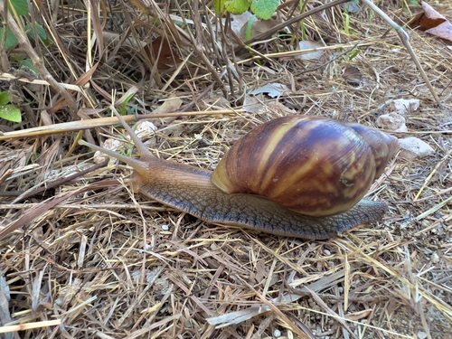 African Giant Snail — seen at this dive site