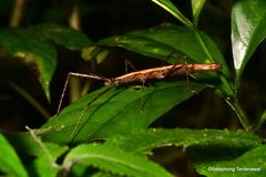 Parapachymorpha
