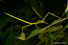 Clitumninae