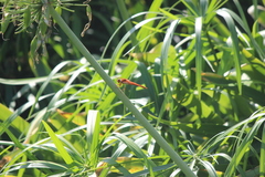 Libellula saturata