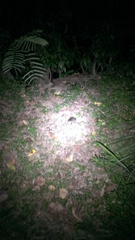 Hoplobatrachus chinensis