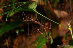 Spinoparapachymorpha
