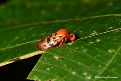Cosmoscarta septempunctata