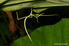 Clitumninae