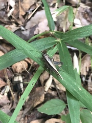 Loxoblemmus sylvestris