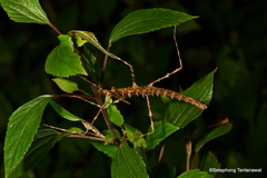 Spinoparapachymorpha spinosa