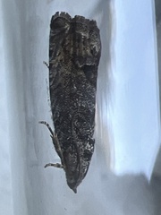 Cydia splendana