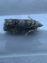 Cydia splendana