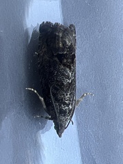 Cydia splendana