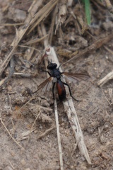 Cylindromyia interrupta