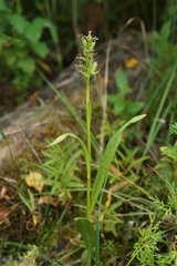 Dactylorhiza majalis baltica