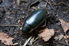 Dytiscus marginalis marginalis