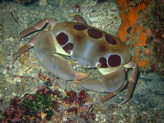 Carpilius maculatus