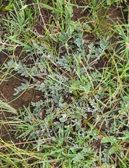 Astragalus scaberrimus