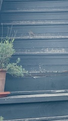 Passer domesticus