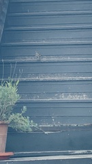 Passer domesticus