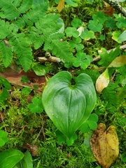Maianthemum bifolium