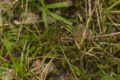 Cyperus sanguinolentus
