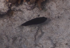 Pomacentrus bankanensis