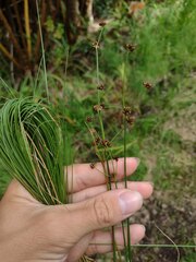 Juncus planifolius