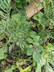 Jacobaea erucifolia