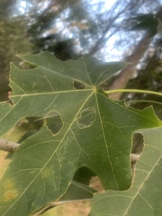 Brachychiton discolor