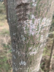 Brachychiton discolor