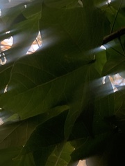 Brachychiton discolor