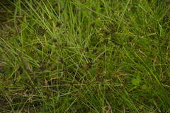 Cyperus sanguinolentus