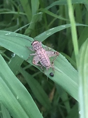 Velarifictorus micado