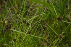 Cyperus sanguinolentus