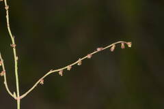 Gonocarpus chinensis