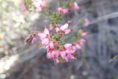 Erica interrupta