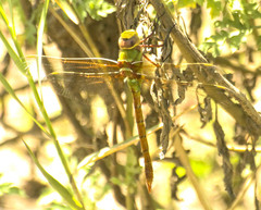 Anax speratus