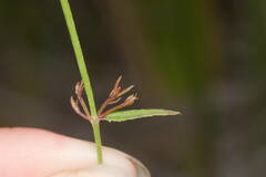 Gonocarpus chinensis