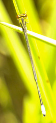 Pseudagrion hageni