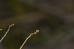 Gonocarpus chinensis