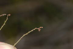 Gonocarpus chinensis