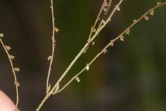 Gonocarpus chinensis