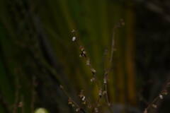 Gonocarpus chinensis