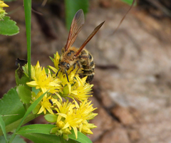 Phalerimeris phalerata